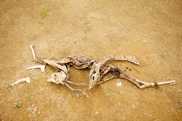 Image showing dead animal  drought