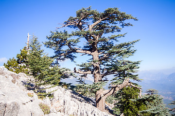 Image showing bright colorful view of the rocks and pines