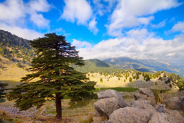 Image showing soothing mountain summer wonderful view