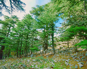 Image showing wild natural hillside and pine forest