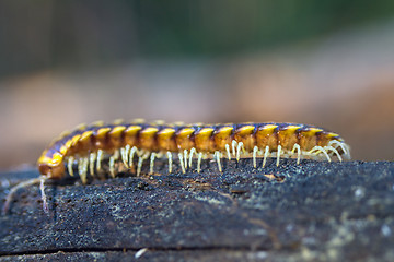 Image showing insect move centipede macro tropical bug