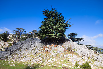 Image showing soothing mountain summer wonderful view