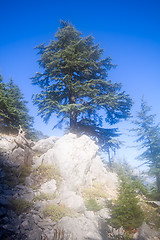 Image showing light bright colorful view of the rocks and pines