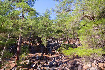 Image showing wild natural hillside and pine forest