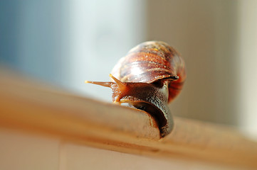 Image showing A slithered snail