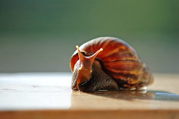 Image showing A brown color snail