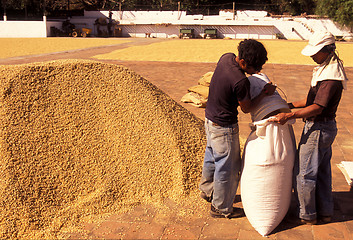 Image showing LATIN AMERICA GUATEMALA COFFEE