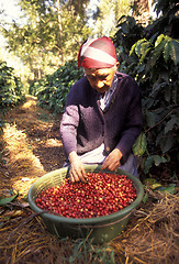 Image showing LATIN AMERICA GUATEMALA COFFEE