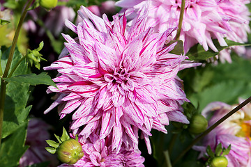 Image showing multicolored flowers 