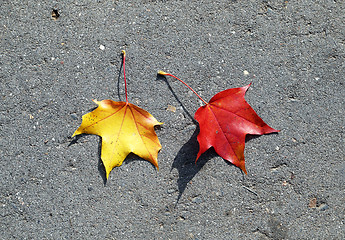 Image showing colorful leaves 