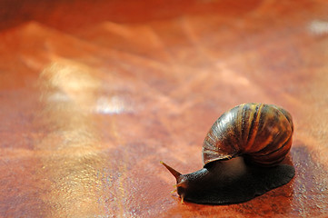 Image showing Snail over orange tile