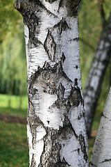 Image showing Birch tree 