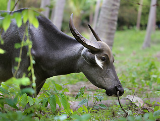 Image showing black Cow