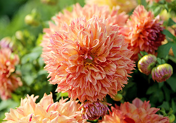 Image showing multicolored flowers 