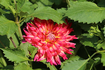 Image showing multicolored flowers 