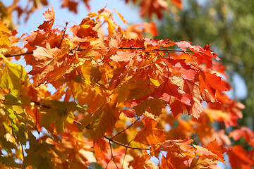 Image showing colorful leaves 