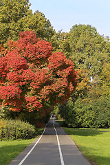 Image showing colorful leaves 