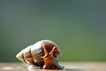 Image showing A brown color snail