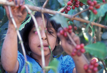 Image showing LATIN AMERICA GUATEMALA COFFEE