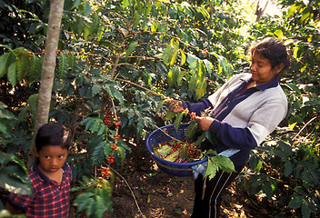 Image showing LATIN AMERICA GUATEMALA COFFEE