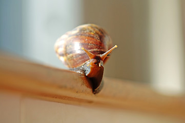 Image showing A slithered snail