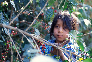 Image showing LATIN AMERICA GUATEMALA COFFEE