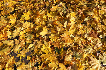 Image showing colorful leaves 