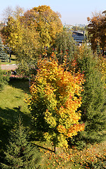 Image showing colorful leaves 