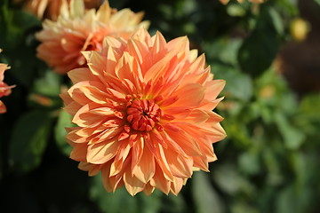 Image showing multicolored flowers 