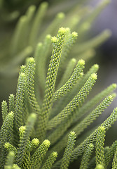 Image showing Beautiful plants 