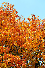 Image showing colorful leaves 