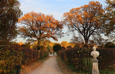 Image showing colorful leaves 