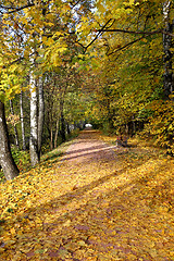 Image showing colorful leaves 