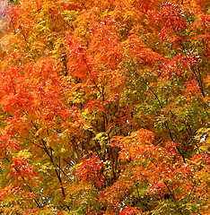 Image showing colorful leaves 