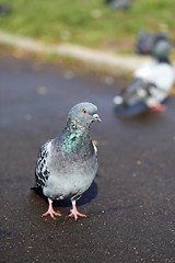 Image showing wild pigeon 