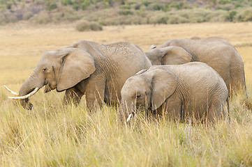 Image showing  Herd of African Bush Elephants