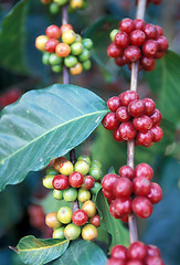 Image showing LATIN AMERICA GUATEMALA COFFEE