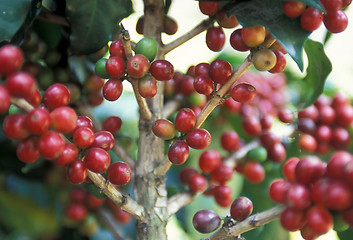 Image showing LATIN AMERICA GUATEMALA COFFEE