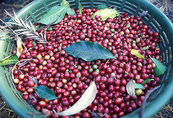 Image showing LATIN AMERICA GUATEMALA COFFEE