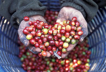 Image showing LATIN AMERICA GUATEMALA COFFEE