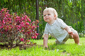 Image showing Baby boy sitting near pink bush