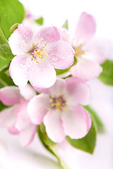 Image showing apple flowers branch 