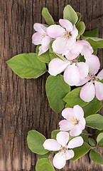 Image showing apple flowers branch 