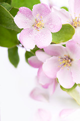 Image showing apple flowers branch 