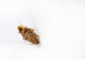 Image showing Dead cockroach