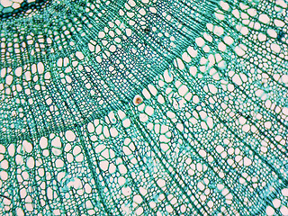 Image showing Tilia stem micrograph