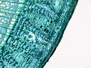 Image showing Tilia stem micrograph