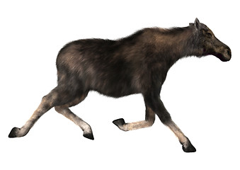 Image showing Female Moose
