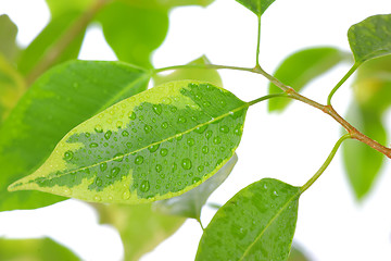 Image showing ficus leaves close-up