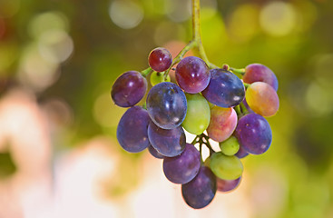 Image showing unripe grapes 